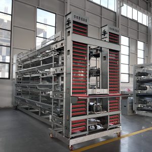 Клетка для несушек (2)