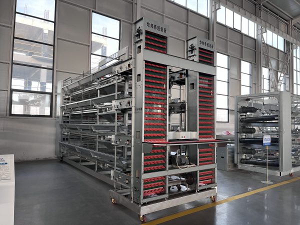 Клетка для несушек (2)