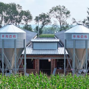 Automatic Chicken Broiler Cage (1)