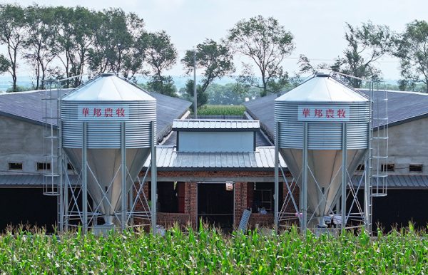 Automatic Chicken Broiler Cage (1)