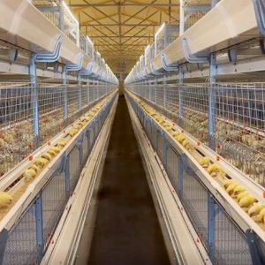 Automatic Chicken Broiler Cage (2)