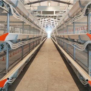 Automatic Chicken Broiler Cage (3)