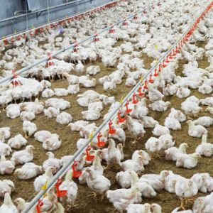 Automatic Nipple Drinking System (3)