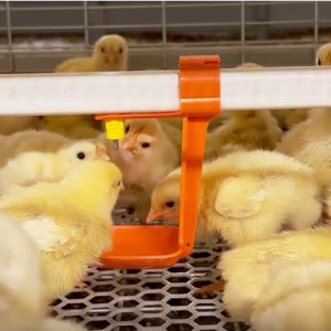 Automatic Nipple Drinking System (4)