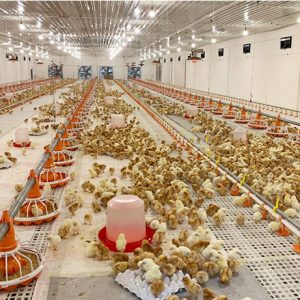 Automatic Pan Feeding System (3)