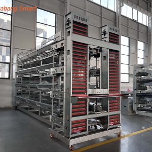 Broiler Chicken Cage (2)