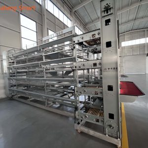 Broiler Chicken Cage (6)