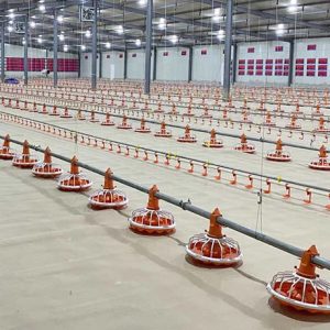 Broiler Floor Equipment (2)