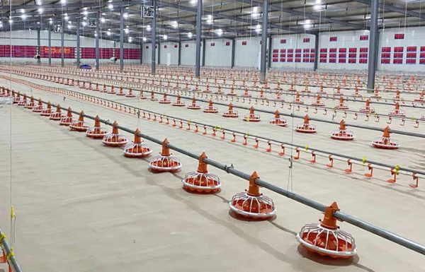 Broiler Floor Equipment (2)