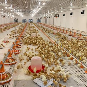 Broiler Floor Equipment (3)