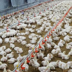 Broiler Floor Equipment (4)