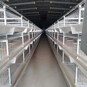 Broiler Chicken Cage (2)