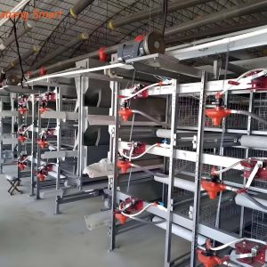 Broiler Chicken Cage (48)