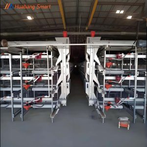 Broiler Chicken Cage (51)