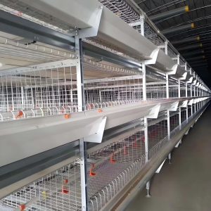 Broiler Chicken Cage (65)