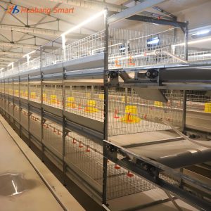 Broiler Chicken Cage (67)