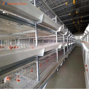 Broiler Chicken Cage (7)